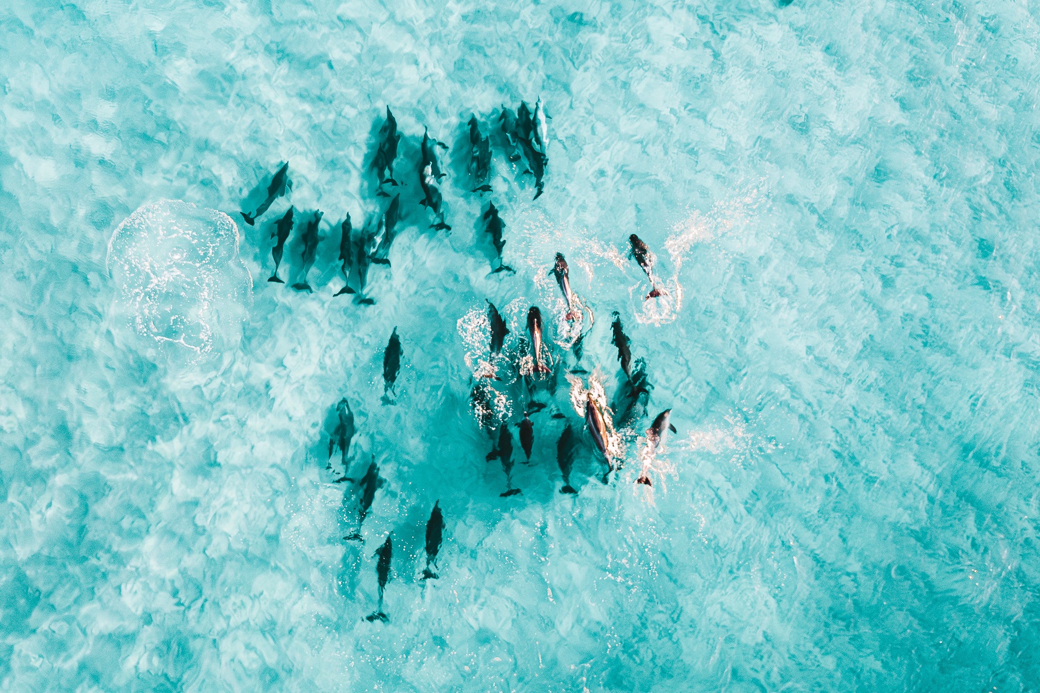 Ocean Ballet