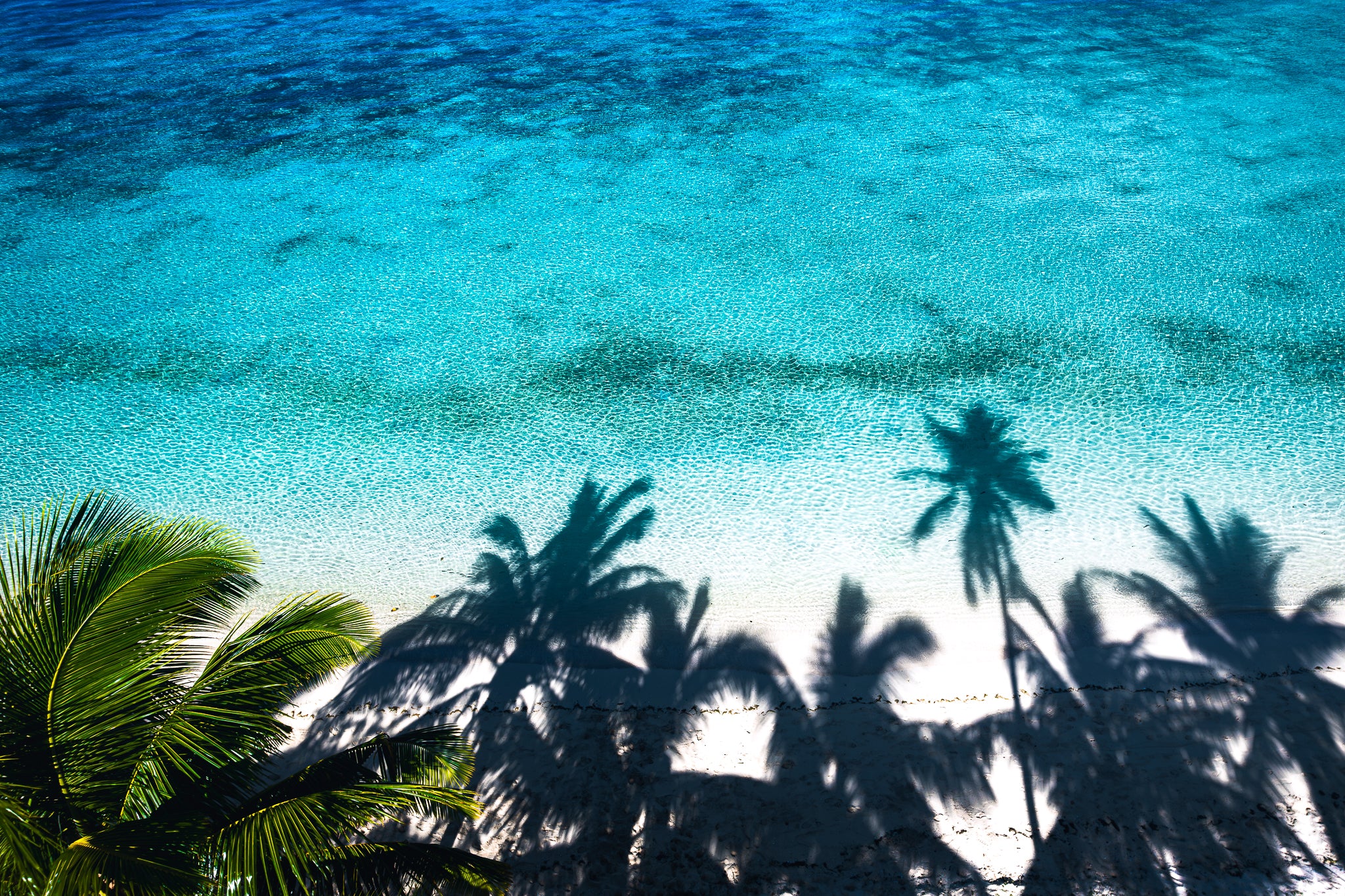 Swaying Palms