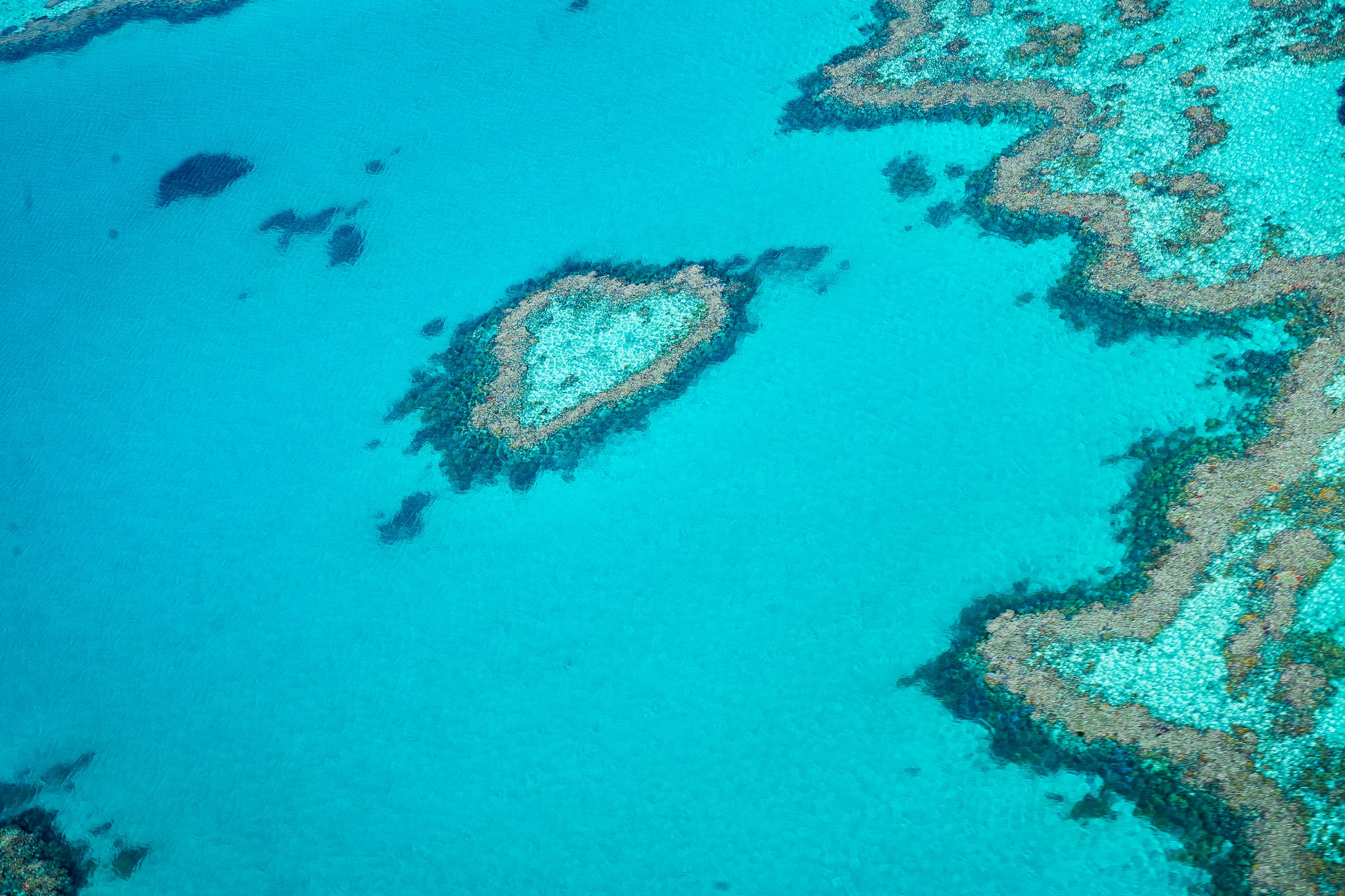 Heart Of The Reef
