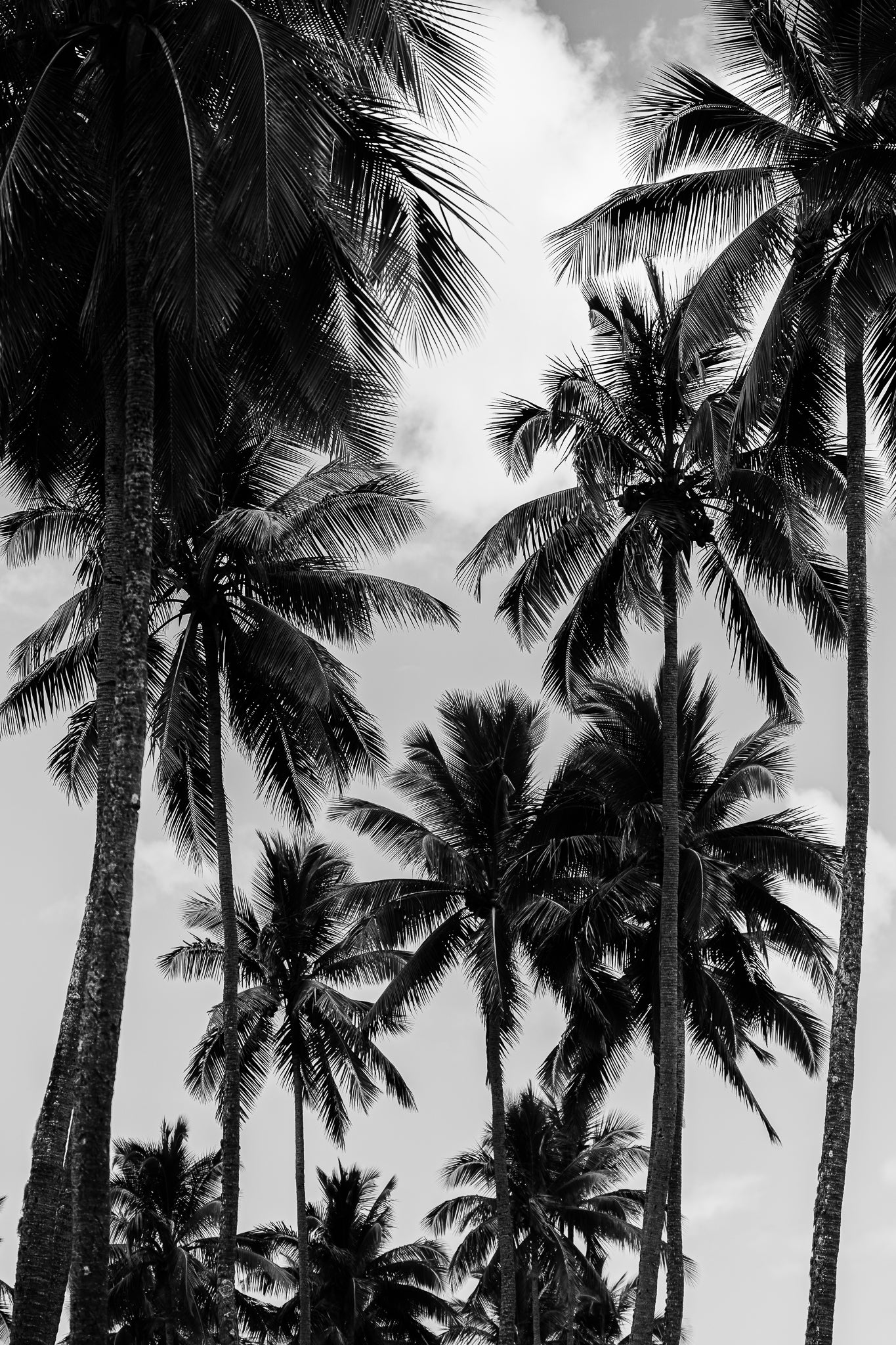 Heaven In the palms