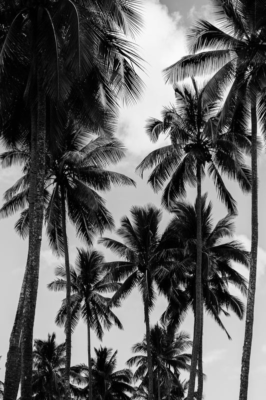 Heaven In the palms
