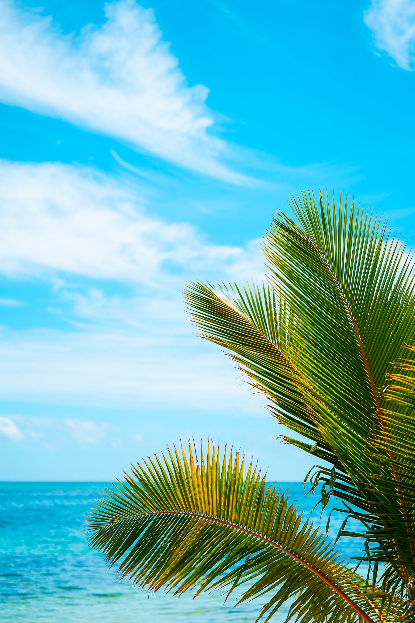 Paradise Palms