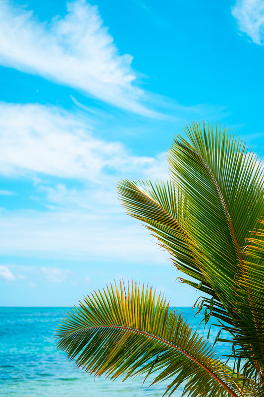 Paradise Palms