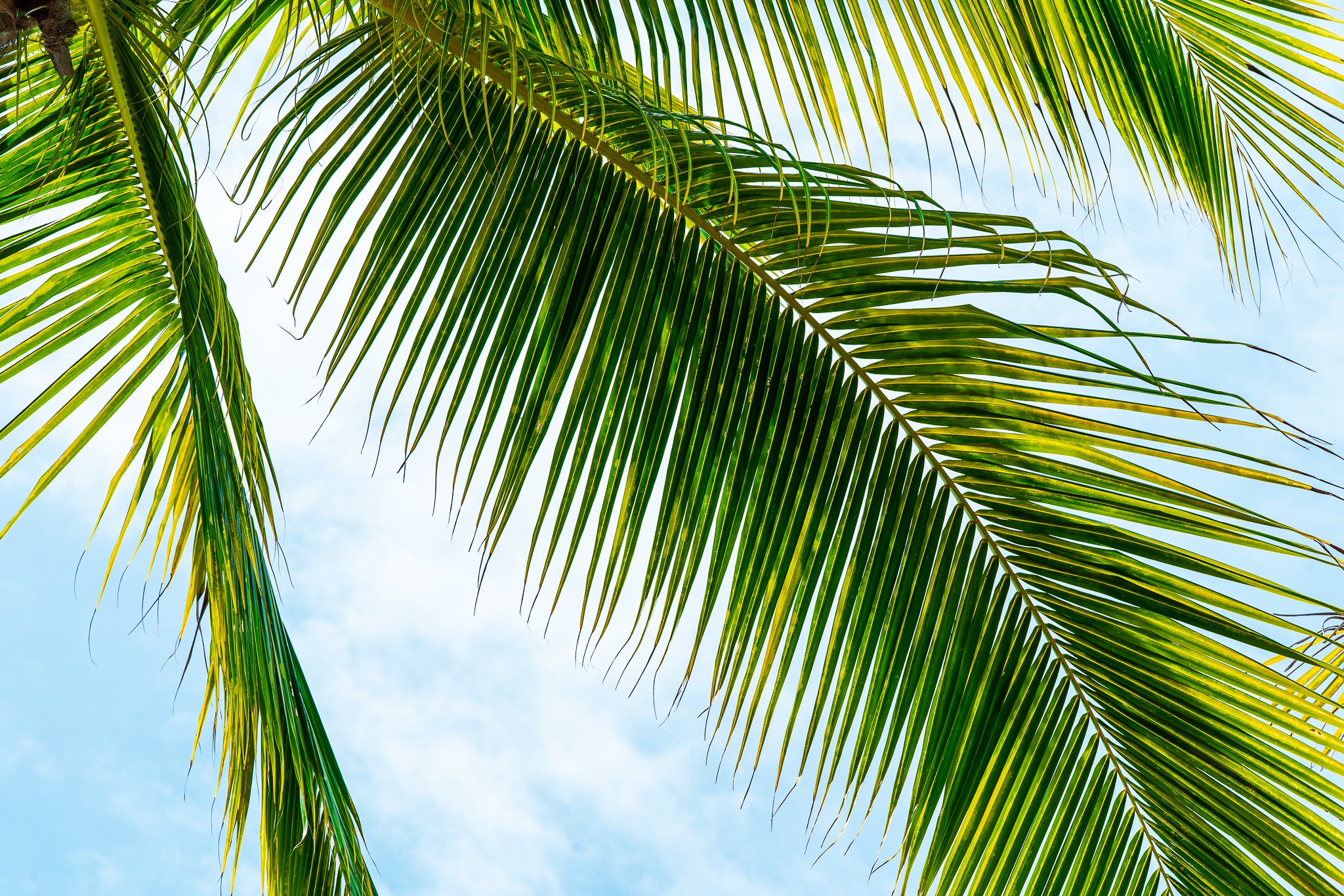 Safe Under The Palms