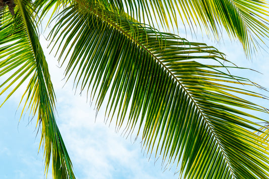 Safe Under The Palms
