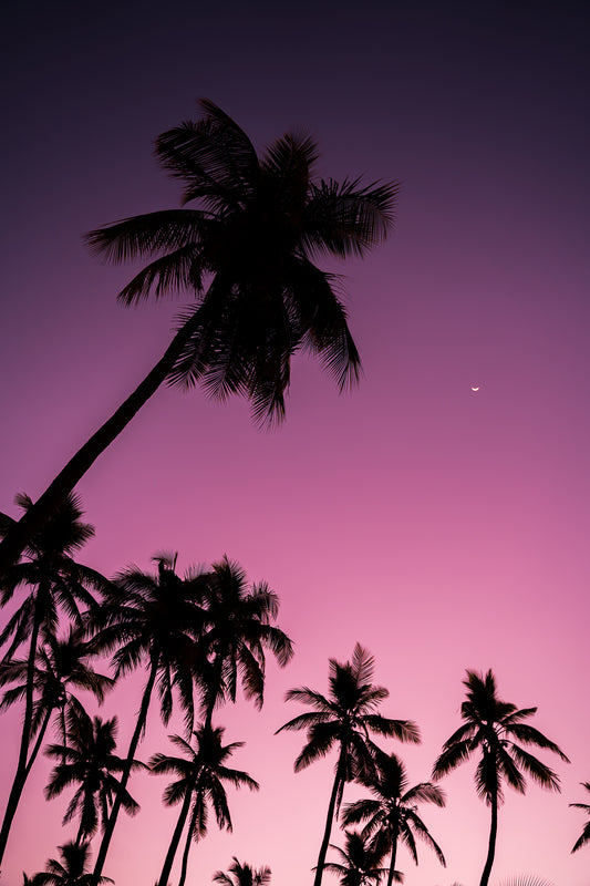Violet Nights